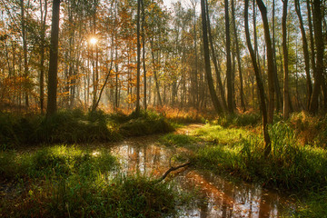 Obraz premium Mglisty las i potok, krajobraz o jesień mglisty wschód słońca