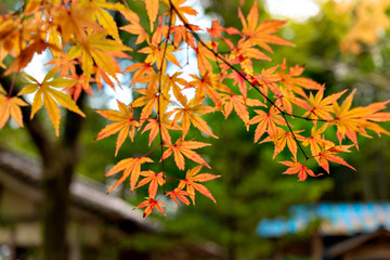 Autumn leaf colors of maple trees in Japan