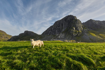 Naklejka premium Funny sheep in mountain landscape in Lofoten, Norway