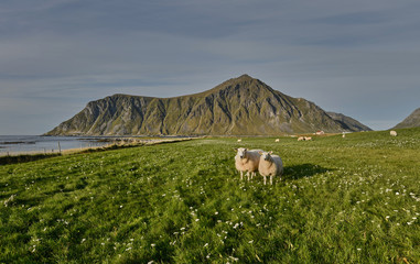 Obraz premium Two sheep on field in the mountains in Norway Lofoten Islands