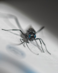 blue eyes bug