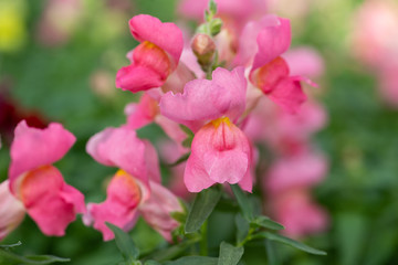 Löwenmäulchen im Garten, farbenfrohe und pflegeleichte Frühlingsboten