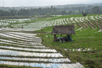 Bali rice field terraces 