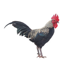 Rooster bantam or Hen,cock standing isolated on white background with clipping path