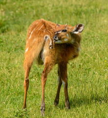 young antelope calf licking its back