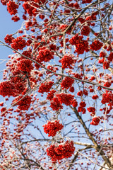 Frozen red berries of rowan on background of sky . Winter. 