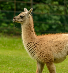 lama in the zoo chewing hey