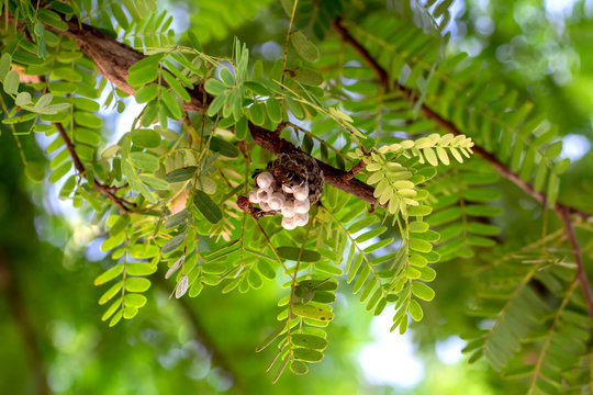 Close-up view,The picture of Hornet's nest