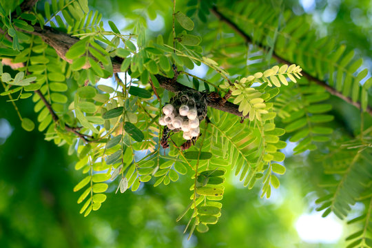Close-up view,The picture of Hornet's nest