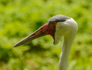 detailed portrait of crane bird