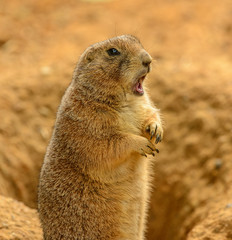 portrait of prairie dog (Cynomys ludovicianus) with opened mouth