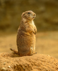 prairie dog (Cynomys ludovicianus) on the watch looking tired