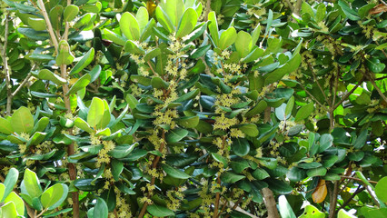 Palaquium formosanum tree with blooming flowers in field. Palaquium formosanum is Palaquium, its fruit tastes like mango, seen in Taiwan and Southern Asia.