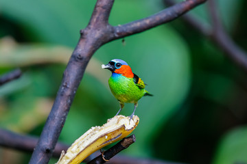 Red-necked tanager perched on a banana with fruit in beak against defocused background, Folha Seca, Brazil