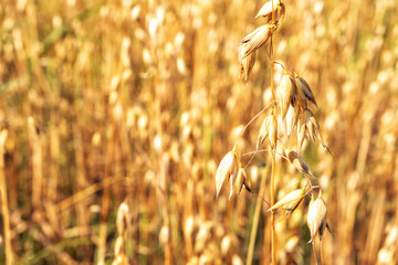 Oat field. Background of yellow ears of oats.