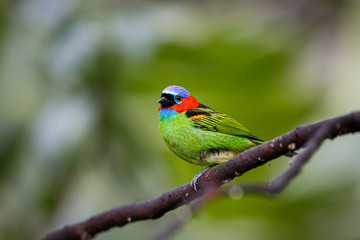 Close up of a Red-necked tanager, side view, perched on a branch against defocused background,...