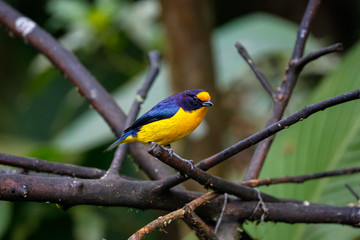 Close up of a colorful Violaceous euphonia perched on a branch against defocused green background, Folha Seca, Brazil