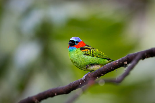 Close up of a Red-necked tanager, side view, perched on a branch against defocused background, Folha Seca, Brazil