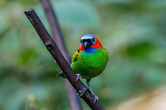 Close up of a Red-necked tanager perched on a branch against defocused background, Folha Seca, Brazil