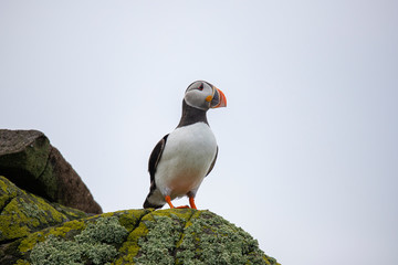 Puffin, Fratercula arctica