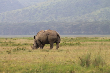 Fototapeta na wymiar Rhino with birds on top, Kenya