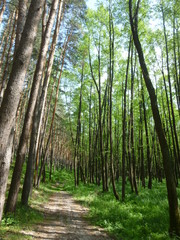 green forest in the daytime