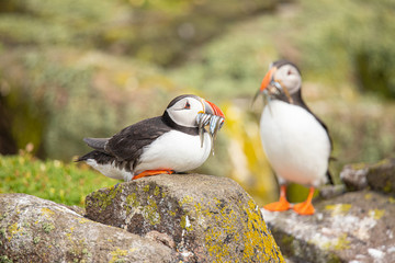 Puffin, Fratercula arctica