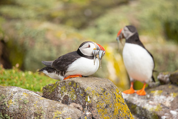 Puffin, Fratercula arctica