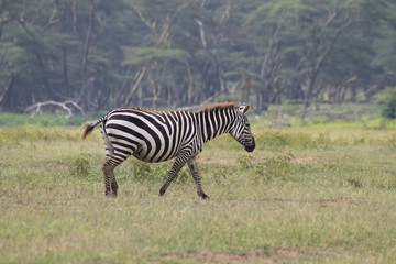 Fototapeta na wymiar Pregnant zebra walking, Kenya