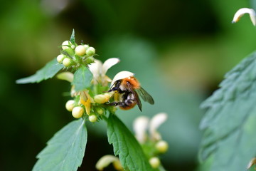 insect on flower that takes nectar