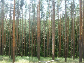 green forest in the daytime