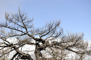 árbol
