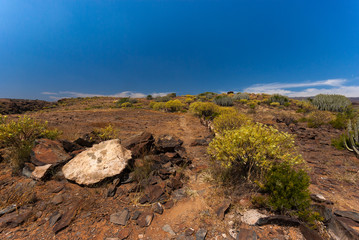 Fototapeta na wymiar Succulent vegetation in dry landscape