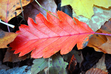 Sorbus  hybrida (oakleaf mountain ash, Swedish service-tree, Finnish whitebeam) bright red autumn leaf on colorful leaves background
