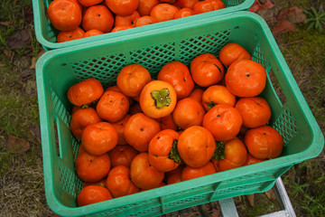 収穫されたばかりの柿