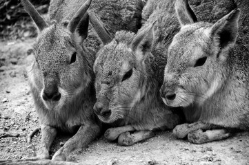 寒さに寄り添うマーラ