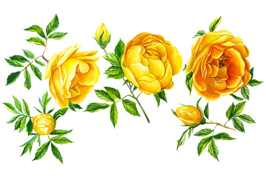 Set of bouquet of flowers, yellow roses on an isolated white background. Botanical painting, hand drawing. Set of branches, flowers, buds and leaves. Watercolor illustration