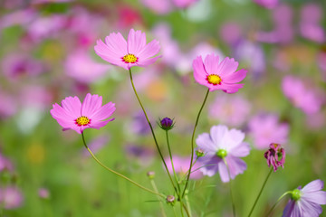 Cosmos flower selective focus with blurred nature copy space background