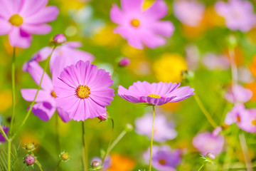 Cosmos flower selective focus with blurred nature copy space background