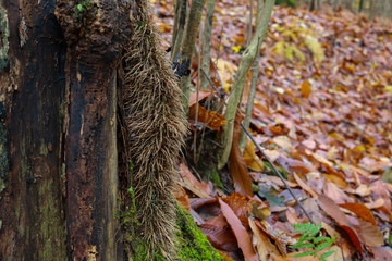 Le differenti sfumature di colori del bosco in autunno, stagioni e natura