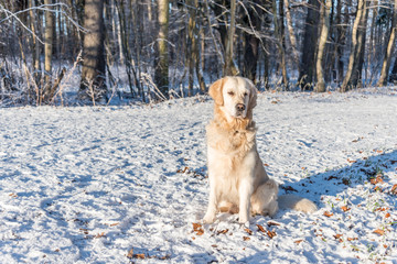 Champion Golden Retriever Sitting in Snow on a Sunny Day