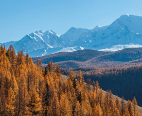 Autumn view, sunny day. Orange larch forest on a hillside, snow-capped peaks.