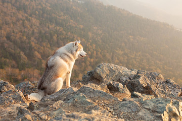 Happy and free dog breed siberian husky sitting on the hill on the mountains background in autumn at sunset