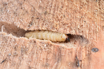 カミキリムシの幼虫