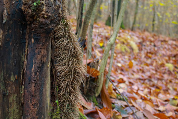 Le differenti sfumature di colori del bosco in autunno, stagioni e natura