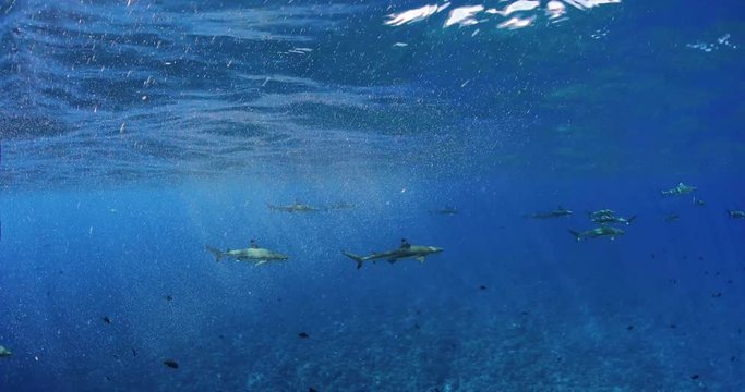 Diving with sharks, blacktip reef shark. Wide angle. Over under shot