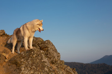 Happy and free dog breed siberian husky standing on the hill on the mountains background in autumn at sunset