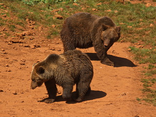 Grizzly bears in nature park Cabarceno near Santander,province Pas-Miera in Spain