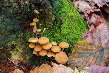 Primo piano dei funghetti e del muschio e le differenti sfumature di colori del bosco in autunno, stagioni e natura