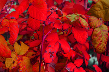 Raspberry, red and yellow large autumn raspberry leaves, branches, voluminous shrubs.